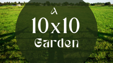 Can A 10x10 Garden Produce?