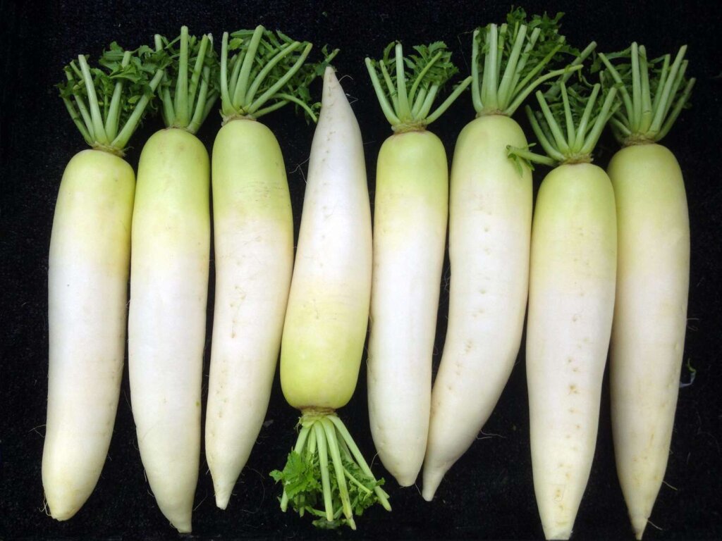 vegetable whose name is japanese for big root 