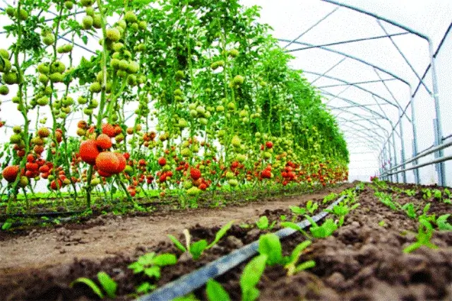 Which vegetable crop occupies maximum area in India?
