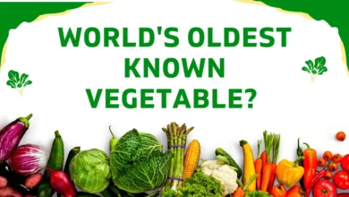 world's oldest known vegetable?