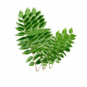 Fenugreek Leaf